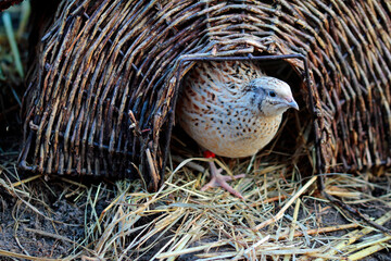 japanese laying quail in a nest