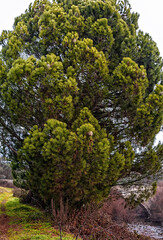 Plantas y vistas del Parque Regional del Curso Medio del río Guadarrama en la Comunidad de Madrid, España