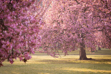 Naklejka premium Pink blooming sakuras during Hanami festival in Parc de Sceaux near Paris early at sunny morning