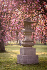 Obraz premium Japanese lantern in front of pink blooming sakuras during Hanami festival in Parc de Sceaux near Paris early at sunny morning