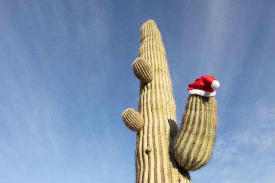 Prickly cactus with a Christmas hat, the concept of celebrating Christmas and new year in a warm region