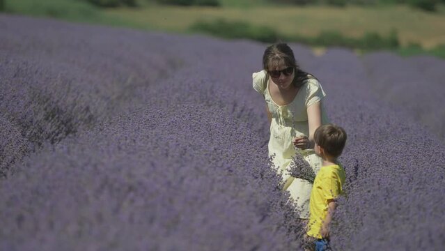 Mother and son picking and smelling lavender flowers in the field