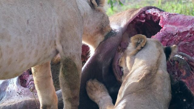 Close-up of lions eating a killed beast in the wild. Two lionesses tear the carcass of a torn buffalo with their fangs. Third person view. View from the back