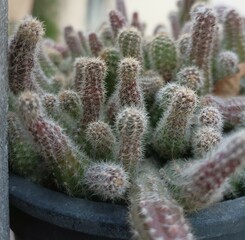 cactus in the garden