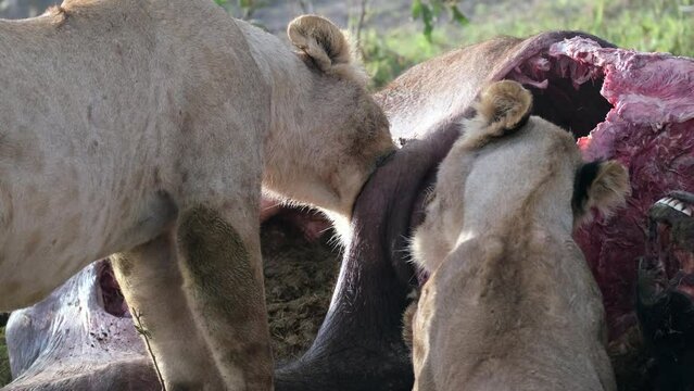 Close-up of two lionesses eating a killed buffalo in the wild of the African savanna, Close-up of the heads of lions eating the meat of a killed animal.