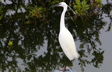 White heron on the seashore.