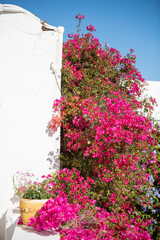 Bougainvillea flowers against a Portuguese house. High quality photo