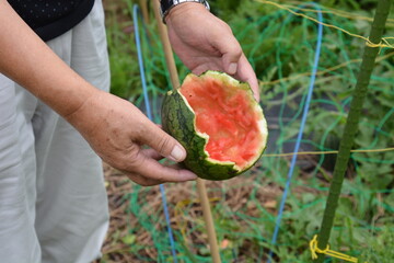 Damage to summer vegetables by crows. Crows are smart birds and eat ripe vegetables that are ready to eat, so it is necessary to prevent the invasion of harmful birds by using a birdproof net.