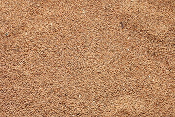 Wheat grains as agricultural background. Processed organic wheat grains texture. Close up top view. Suitable as a backdrop for the projects on art, creativity, imagination and design