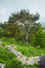 Summer mountain landscape. Tree on background of mountain landscape