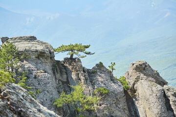 Summer mountain landscape. Tree on background of mountain landscape