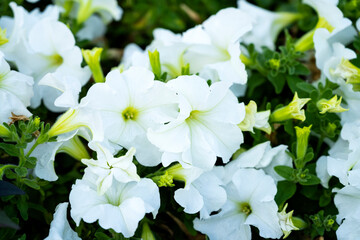 Ipomoea flowers in the garden. Beautiful Salpiglossis. Bright Petunia