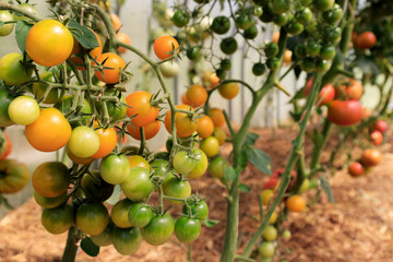 Orange cherry tomatoes growing in a greenhouse and grown organically by farmers.