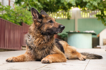 Wet German Shepherd dog lying on the pavement, looking away. Close up.
