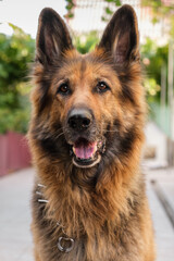 Portrait of a German Shepherd dog sitting, looking at the camera. Close up, vertical.