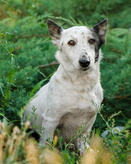Fototapeta premium Portrait of a cute small black and white dog looking at the camera, sitting in foliage.