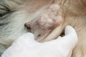 Close up of a cancerous tumor in a dog, breast cancer, oncology. Doctor's hand in a white medical glove. - obrazy, fototapety, plakaty