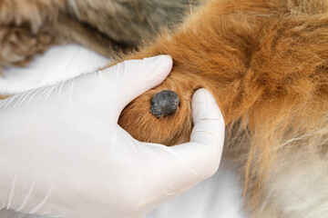 Close up shot of a veterinarian checking on a papilloma wart on dog's elbow. - obrazy, fototapety, plakaty