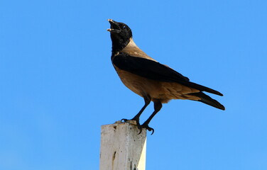 Crow in the city park by the sea.