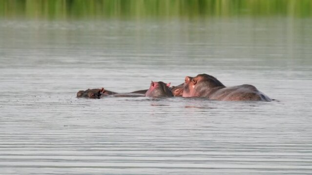 A family of hippos with children close-up floating in the middle of a pond. Hippopotamuses in natural habitat in the pond of Ngorongoro National Park, Tanzania, Africa