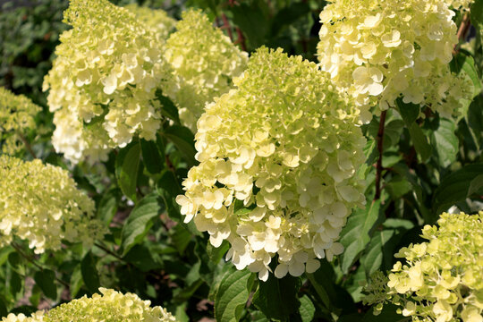 Panicular hydrangea of the polar bear variety. The concept of growing ornamental flowering bushes in the garden. Botanical garden or landscaping plants.