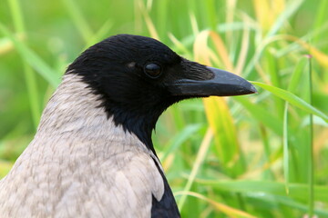 Crow in the city park by the sea.