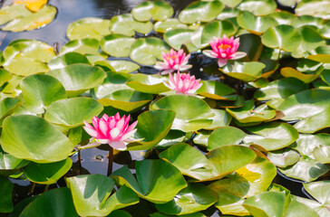 Beautiful pink water lilies in sunlight on a green background of nature, wild forest. A water lily blooming in a pond is surrounded by leaves. The lotus flower. Decoration in the park.