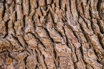 The texture of the tree bark. Tree in the park close-up. Relief texture and background.