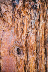 The texture of the tree bark. Tree in the park close-up. Relief texture and background.