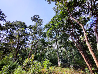 trees in the forest