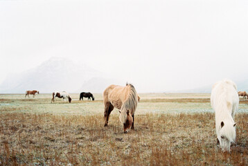 Herd of horses grazing in the lawn against the backdrop of foggy mountains. Iceland