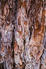 The texture of the tree bark. Tree in the park close-up. Relief texture and background.