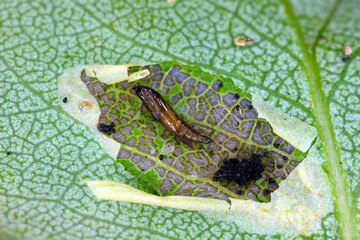Spotted tentiform leafminer (Phyllonorycter blancardella). Feeding place of caterpillar on apple leaf.