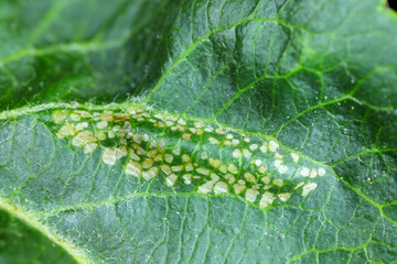 Spotted tentiform leafminer (Phyllonorycter blancardella). Feeding place of caterpillar on apple leaf.