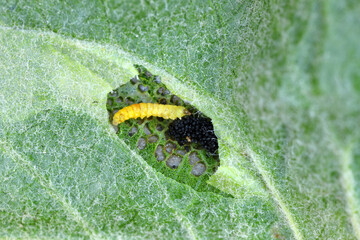 Spotted tentiform leafminer (Phyllonorycter blancardella). Feeding place of caterpillar on apple...