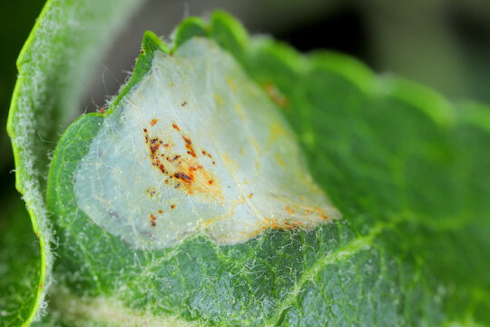 Spotted tentiform leafminer (Phyllonorycter blancardella). Feeding place of caterpillar on apple leaf.