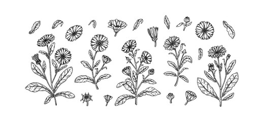 Set of hand drawn calendula flowers. Vector illustration in sketch stile. Realistic detailed botanical design elements - obrazy, fototapety, plakaty