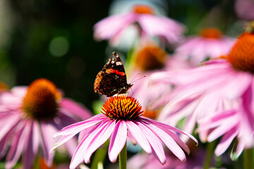 butterfly on flower