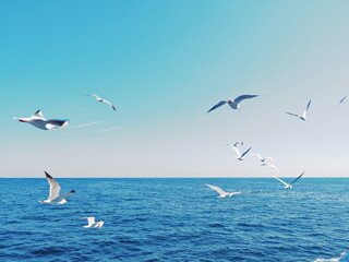 Fototapeta na wymiar 青い海の上を飛ぶ白いカモメ