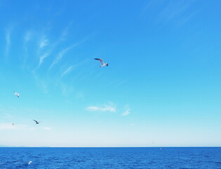 青い海の上を飛ぶ白いカモメ - obrazy, fototapety, plakaty