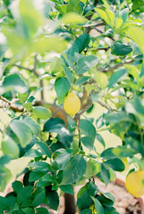 Yellow lemons grow on green tree branches. Close-up