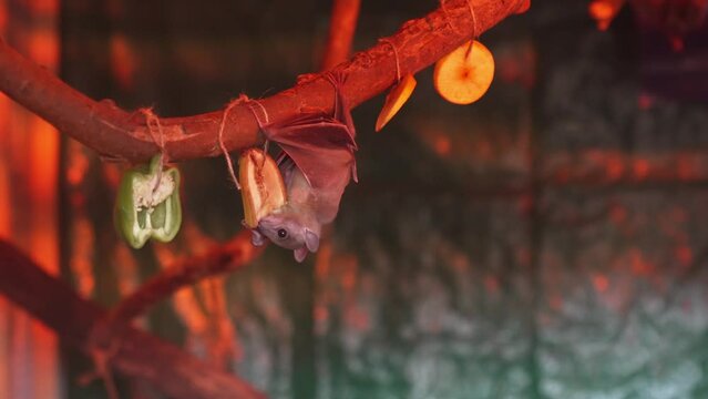 a small bat eats fruit on a branch in a glass enclosure.