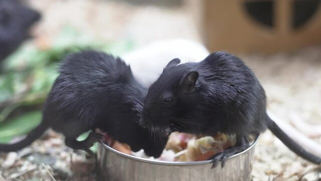 a black Mongolian gerbil in an aviary. 