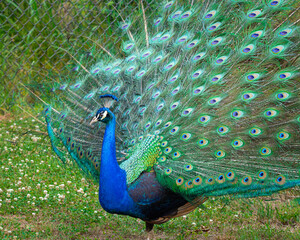 Obraz premium Indian Peacock mating display at an animal sanctuary in Locus Grove Georgia.