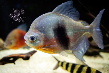 Myleus fish a genus of serrasalmids from South America swimming under water