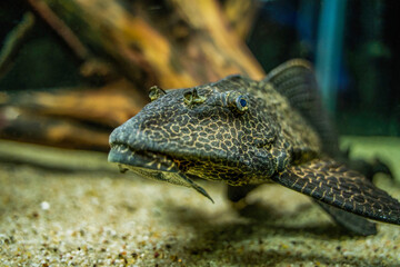 Naklejka na ściany i meble Pterygoplichthys gibbiceps is a species of armored catfish, The average Sailfin Pleco size is between 13 to 19 inches in length when fully grown