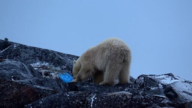Polar bear lifts a bone in its mouth, Canada, 2022
Canada North America, wildlife, climate change and global warming Concept,2022
