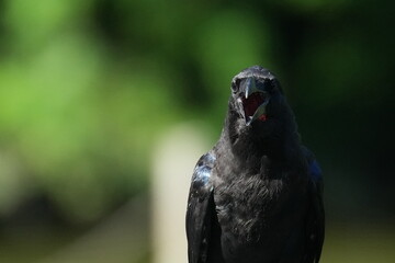 crow in flight