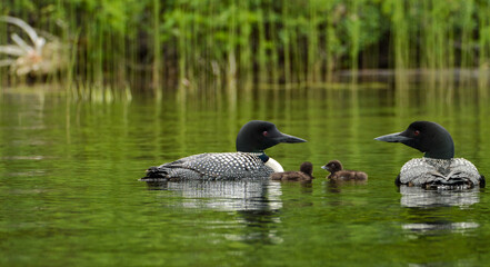 Obraz premium Commom loon