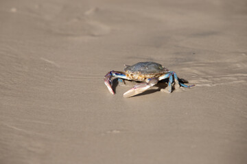 crab on the sand